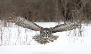 PhotoVivo Silver Medal - Tin Sang Chan (Canada)Great Gray Owl Flying
