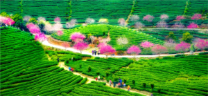 PhotoVivo Merit Award - Jing Lai (China)Cherry Blossoms