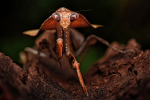 PSA HM Ribbons - Foo Say Boon (Malaysia)Death Leaf Mantis