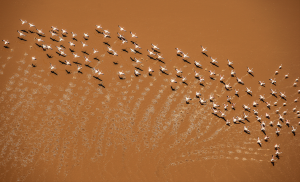 RPS Gold Medal - Dany Chan (Canada)Flamingos Taking Off