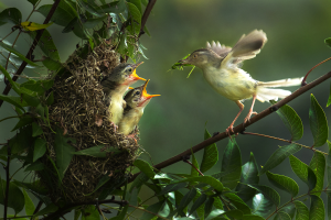 PhotoVivo Honor Mention - Chin-Chin Tsai (Taiwan)Wren Warbler