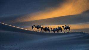 IUP Honor Mention - Zhenghua Peng (China)  Camel Team
