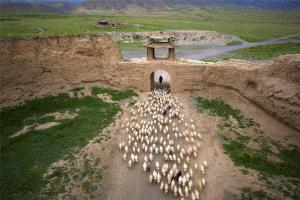 PSA HM Ribbons - Jixian Shi (China)  Pastoral Beyond The Great Wall