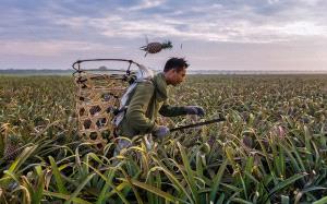 PhotoVivo Honor Mention - Meng Chew Lee (Singapore)  Harvesting Of Pineapple