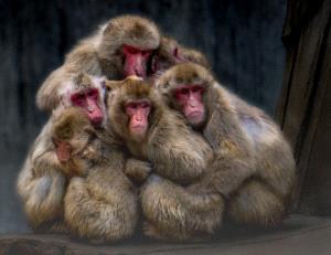 PhotoVivo Honor Mention e-certificate - Chin Leong Teo (Singapore)  Fear Macaques Colour