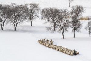 ICPE Honor Mention e-certificate - Peng Yu (China)  Herding In Winter