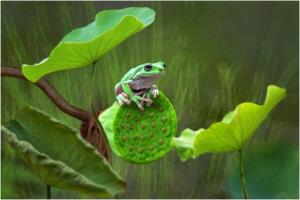 PhotoVivo Gold Medal - Lee Eng Tan (Singapore)  Frog And Lotus 1